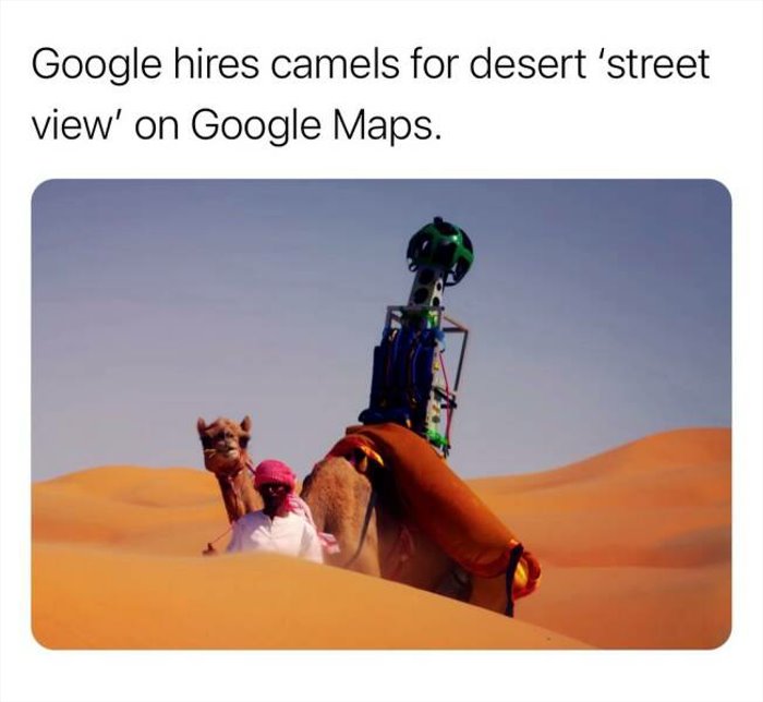 hiring camels