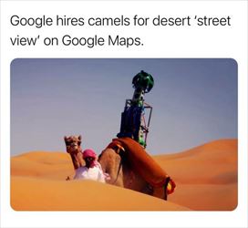 hiring camels