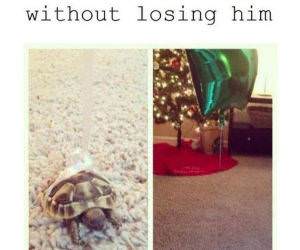 how not to lose your turtle funny picture