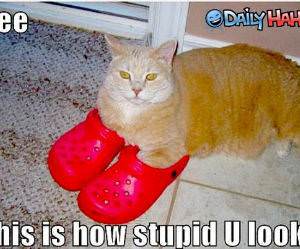 How stupid you look