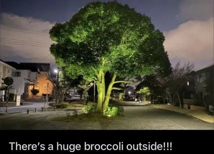 huge tree outside