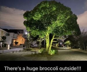 huge tree outside