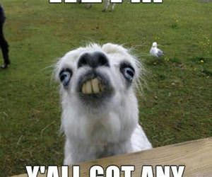 llama wants some cormbreab funny picture