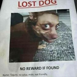 lost dog ... 2