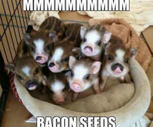 mmmmmm bacon seeds funny picture