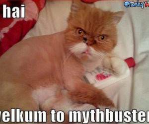 Myth Busters Cat Funny Picture