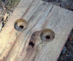 petrified wood funny picture