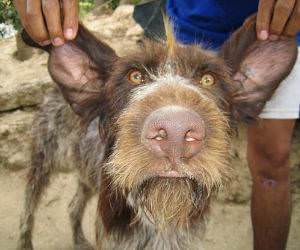 Huge Nose Dog