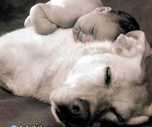 Dog Pillow