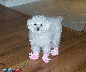 Pink Boots Puppy