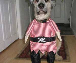 The Pirate Dog