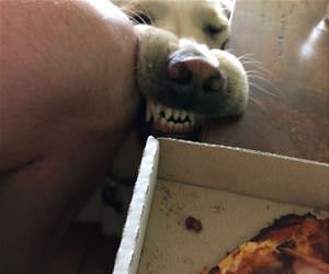 pizza please funny picture