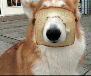 purebread funny picture