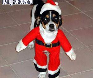 Dog wearing santa costume