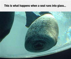 seal runs into the glass funny picture