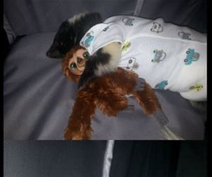 skunk had surgery funny picture