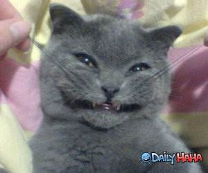 Smiley Cat funny picture