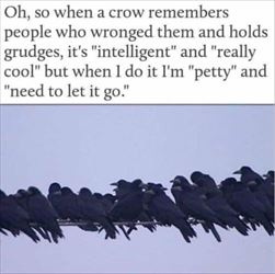 so when the crow