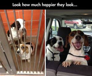 so much happier now funny picture