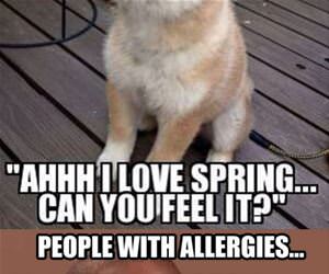 spring time allergies funny picture