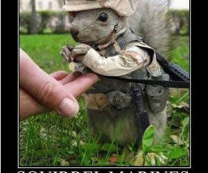 Squirrel Marine funny picture