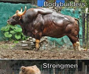 strongmen