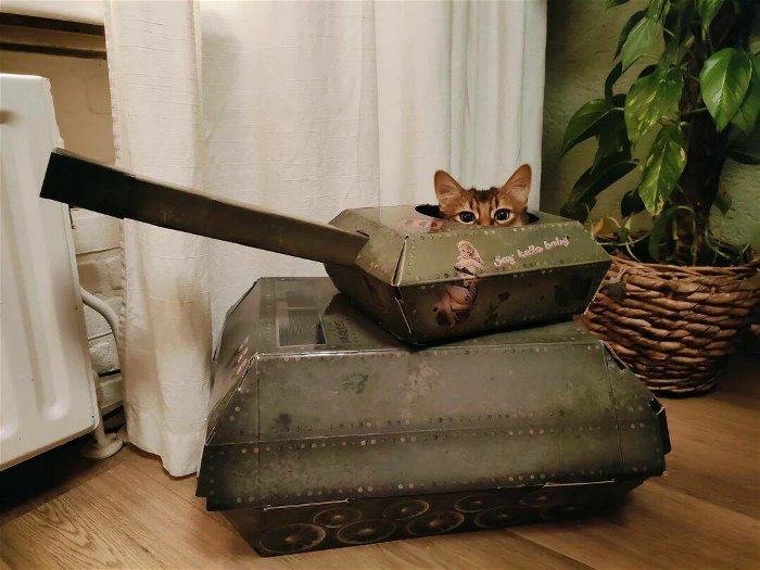 tank cat