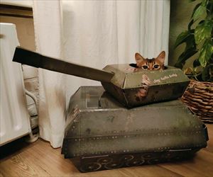 tank cat