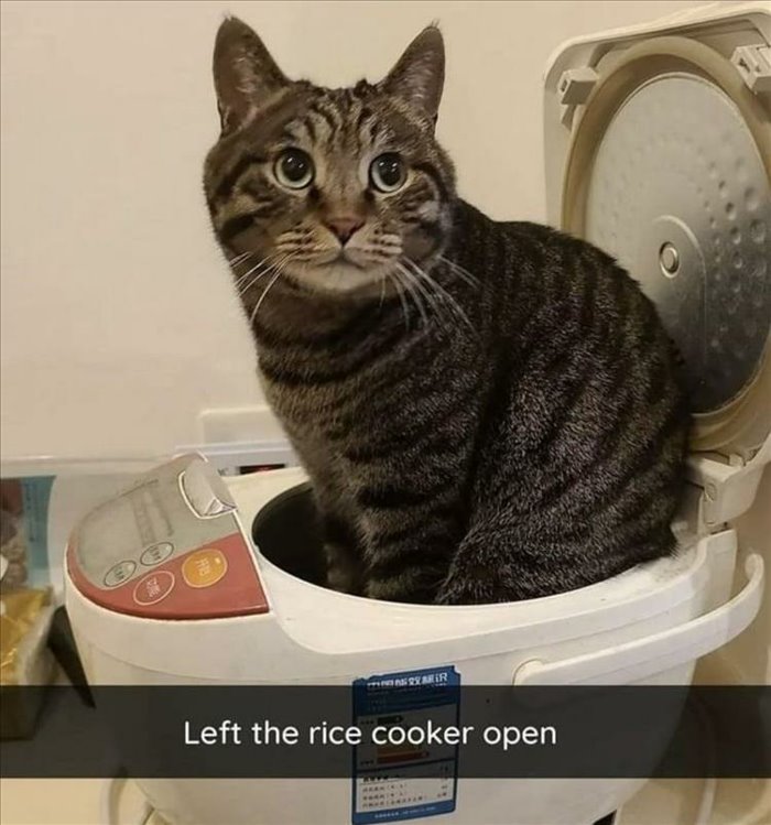 the rice cooker