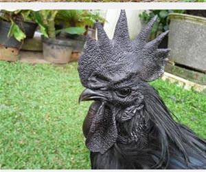 the most metal chicken ever funny picture