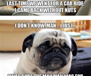 the sad pug funny picture