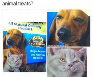 these special animal treats funny picture