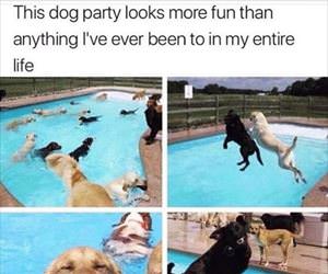 this dog party