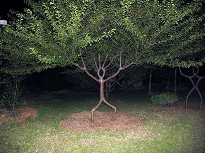 this tree ... 2