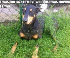 too lazy to move funny picture