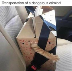 transporting