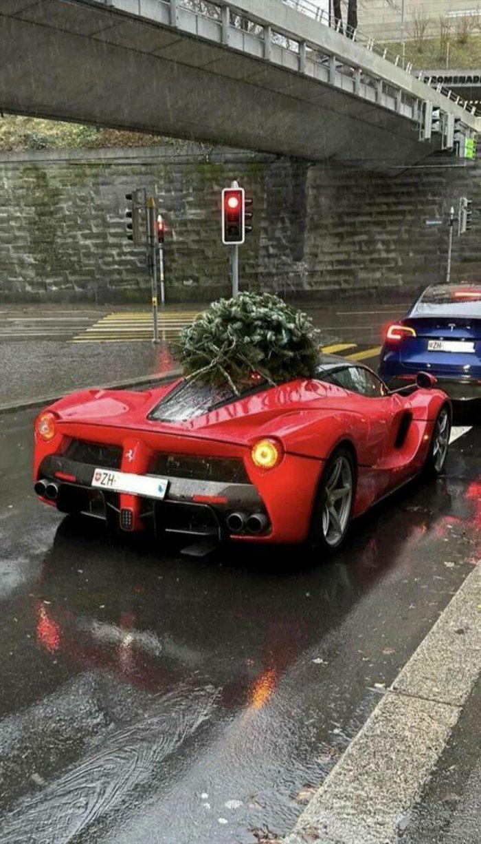 tree delivery