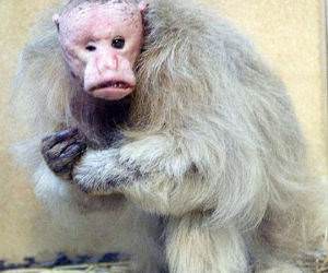 This is by far the ugliest monkey I've ever seen!