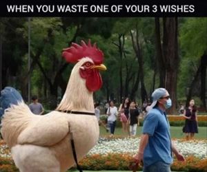 wasted a wish