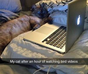 watching bird videos funny picture