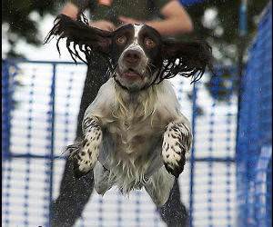 Wet Running Dog