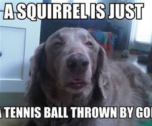 what is a squirrel funny picture