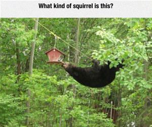 what kind of squirrel is this funny picture