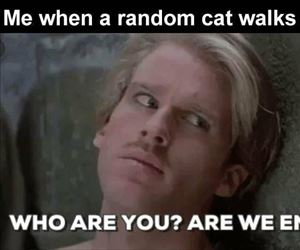 when a random cat