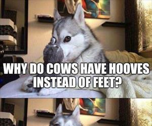 why do cows