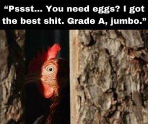 you need eggs