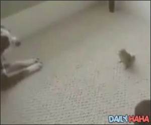 Bird Vs Dog