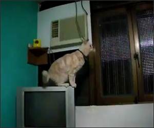 Amazing Jumping Cat Video