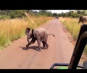 baby elephant attack Funny Video