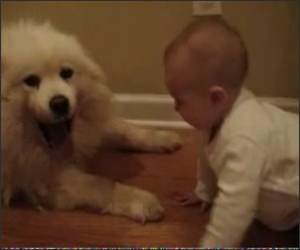 Baby Vs Dog